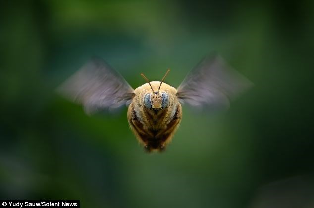 Chỉ là hình ảnh một con ong thường phóng qua, nhiếp ảnh gia đã nắm bắt thời điểm đúng lúc, tạo nên hình ảnh khác lạ cho loài côn trùng. 