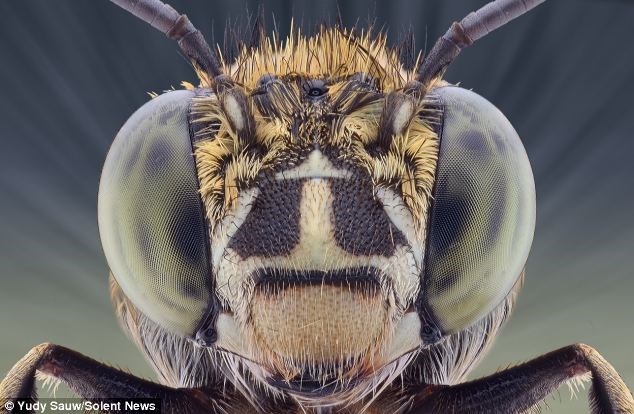 Hình ảnh cận cảnh của chú ong “ngoài hành tinh, với những đốm chấm trên đôi mắt. 