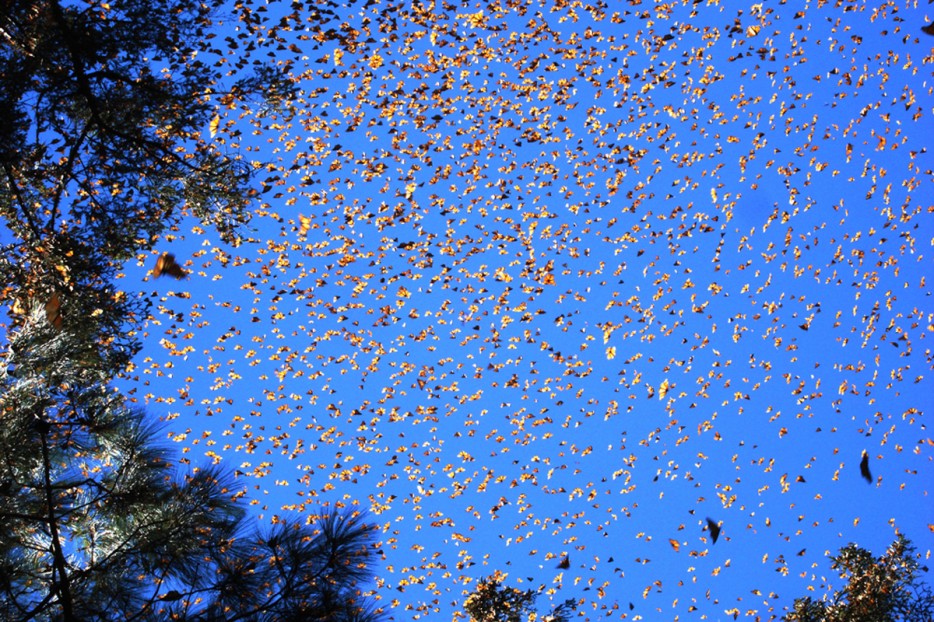 Sự di cư của bướm chúa Vào ngày riêng của mình, loài bướm chúa có màu cam và đen với khối lượng hàng nghìn con bay vào bầu trời thành một vùng sáng chói. . Khi nhiệt độ giảm, hàng triệu con bướm sẽ đi di cư từ Bắc Mỹ tới Mexico.