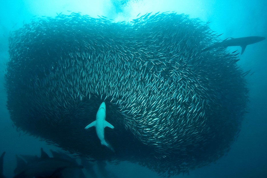 Cá trích di cư, Nam Phi Các con các trích thường di cư từ tháng 5- tháng 7 hàng năm, khi hàng tỷ con cá trích di chuyển từ vùng nước lạnh ở điểm Mũi về phía bờ biển phía Đông của Nam Phi . Nhóm cá trích này rất lớn đến nỗi chúng có thể được nhìn thấy trên vệ tinh