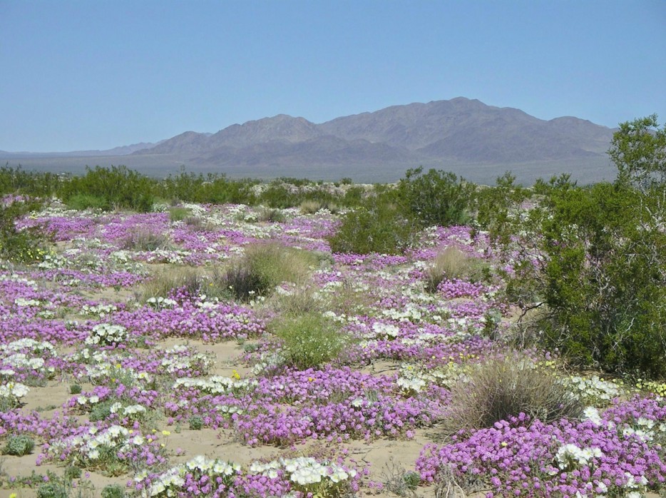 Hoa sa mạc, Chile Cứ vài năm một lần, tại sa mạc Atacama cằn cỗi lại mọc ra những loài hoa tuyệt đẹp. Điều này thật đáng kinh ngạc với nơi có lượng mưa bất thường và khô cằn như ở đây.