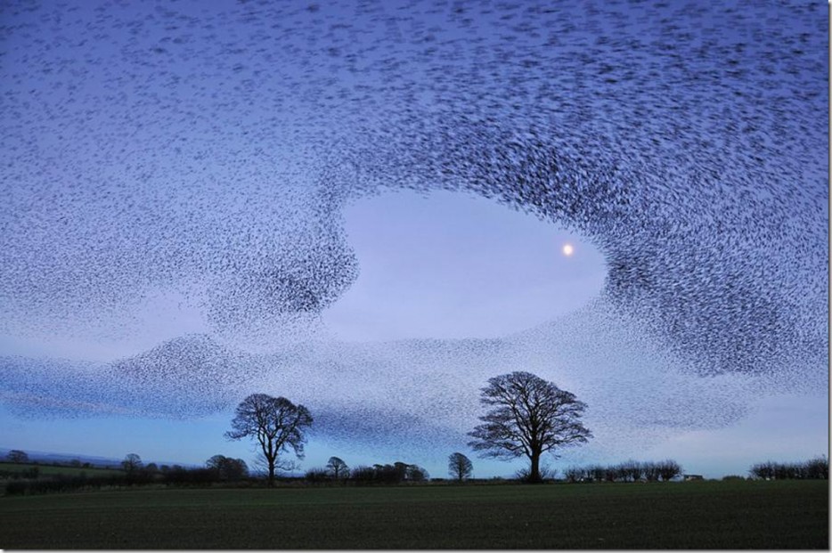 Bầu trời đen Vào mùa xuân ở Đan Mạch, hơn triệu con chim sáo đá châu Âu tập hợp thành một nhóm để tạo thành hình dạng tuyệt vời trên bầu trời.