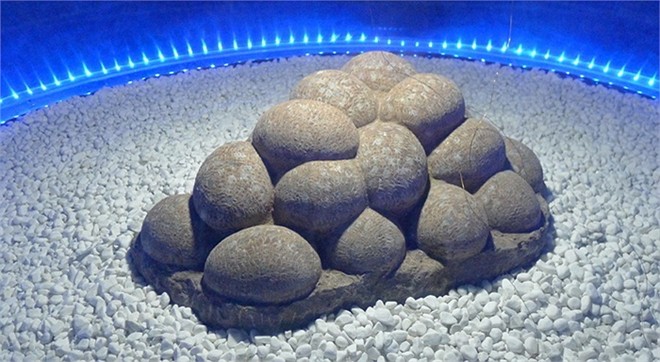 Erenhot cũng là nơi đầu tiên phát hiện ra hóa thạch của trứng khủng long. 