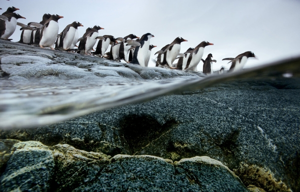 Những chú chim cánh cụt Gentoo xếp hàng và cùng nhau lặn xuống nước ở vùng biển Nam Cực.