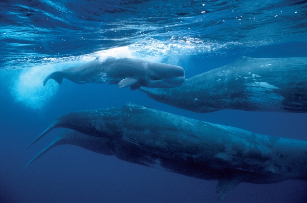 Một bầy cá nhà táng (sperm whale) ngoài khơi vùng biển đảo Azores, phía Đông Đại Tây Dương.