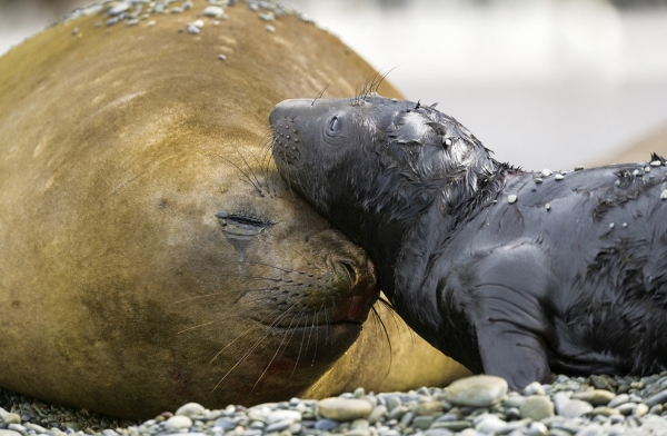 Loài voi biển di cư đến quần đảo Falkland ở Nam Đại Tây Dương, nơi bao quanh bởi những cơn gió biển và các dòng hải lưu không ngừng nghỉ, để sinh sản. Chú voi biển con đang được mẹ chăm sóc rất cẩn thận.