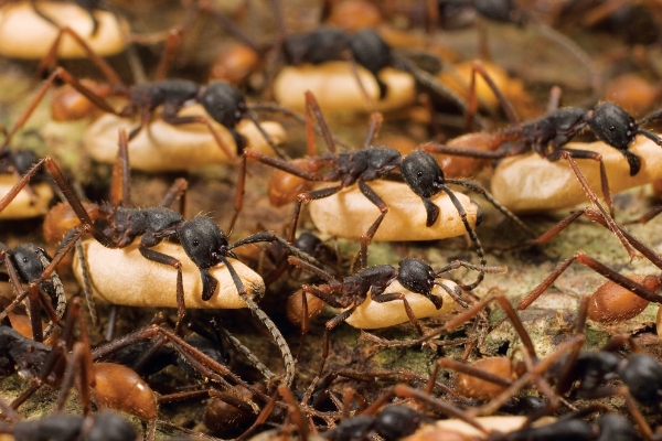 Những con kiến quân đội (army ant) thường xuyên phải di cư vì chúng quá đông và luôn phải tìm nguồn thức ăn mới. Mỗi đợt di cư như thế có thể bao gồm từ 500.000 tới 2 triệu cá thể.