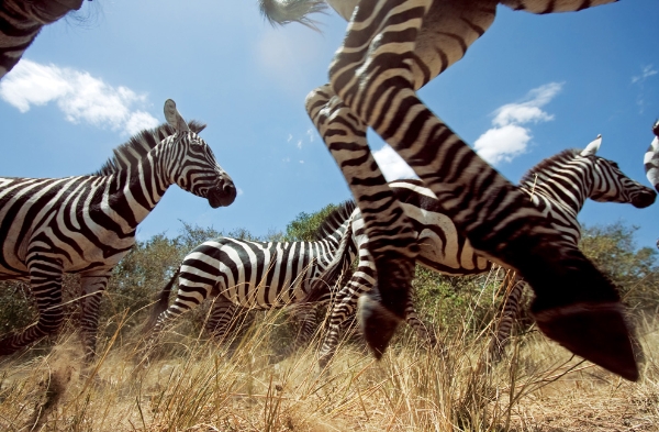 Những con ngựa vằn thường mất từ 15-20 ngày để đi qua vùng đồng cỏ và rừng nằm giữa sông Okavanga ở sa mạc Kalahari và lòng chảo muốn lớn nhất thế giới Makgadikgadi.
