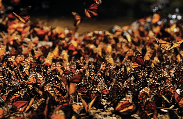 Hàng triệu con bướm Nữ hoàng đậu trên những cành cây Oyamel trong những khu rừng ở Mexico. Nhưng trước khi di cư về phía Bắc vào mùa xuân, chúng rời khỏi cây và bắt đầu mùa sinh sản.