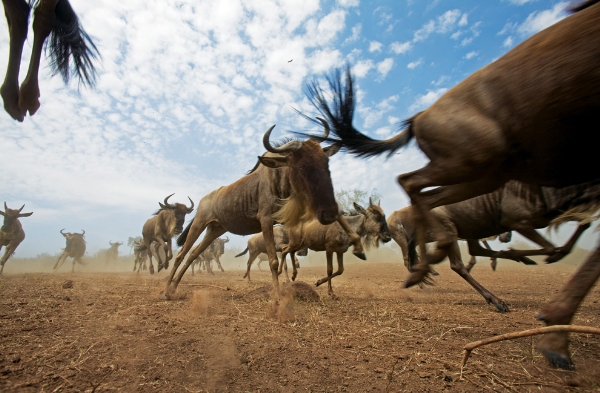 Một đàn linh dương wildebeest (loài động vật có vú và bụng to, cùng các đặc điểm kết hợp giữa linh dương và ngựa) đang chạy băng qua vùng đất bằng phẳng ở Khu bảo tồn quốc gia Maasai Mara của Kenya. Hàng năm, loài wildebeest di chuyển khoảng 1.800 dặm ngang qua đường xích đạo Đông Phi để đuổi theo những cơn mưa và đồng cỏ xanh.