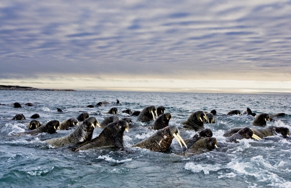 Đối với loài walrus (con moóc), băng đá chính là cuộc sống của chúng. Loài động vật biển có vú này thường nằm trên băng để nghỉ ngơi, sinh sản, chăm con và để di trú. Với tình trạng ấm nóng toàn cầu, băng đang dần biến mất. Vì thế cuộc di trú hàng năm của loài này đang trở thành một cuộc đua với thời gian và khoảng cách, độ sâu và những tai họa.