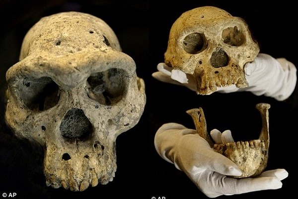 Việc phát hiện một hộp sọ 1,8 triệu năm tuổi của tổ tiên loài người bị chôn vùi dưới một ngôi làng Trung cổ ở Gruzia cho thấy, nguồn gốc loài người có thể không phân nhiều nhánh, như những gì chúng ta từng biết đến.