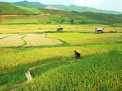 Bảo hộ chỉ dẫn địa lý cho sản phẩm gạo Điện Biên 
