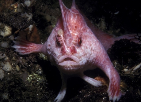 Cá “biết đi” màu hồng  Loại cá này thường sử dụng vây của chúng để di chuyển khắp đáy đại dương hơn là bơi, những chiếc vây ấy trông tựa như những cánh tay. Cá “có tay” màu hồng được tìm thấy tại bán đảo Tasmania, Australia.