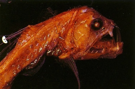 Cá rắn Viper  Cá rắn (Viperfish) được biết đến như một tay săn mồi hung hãn nhất đại dương với cái miệng to cùng những chiếc răng sắc nhọn. Vào ban đêm, một số cá thể cá rắn Viper chuyển sang đen và bắt đầu phát sáng bằng các bộ phận phát quang sinh học phân bố trên những vùng 