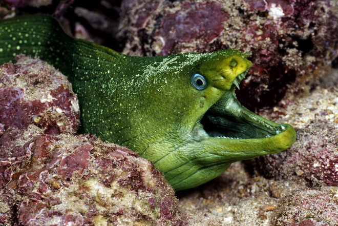 Loài lươn biển màu xanh lá cây cũng là một loài sinh vật rất nguy hiểm. Chúng thường xuất hiện ở phía Tây Đại Tây Dương và có thể dễ dàng được tìm thấy ở bất cứ đâu trong khu vực từ New Jersey đến phía bắc của Vịnh Mexico.