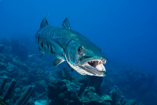 Cá Barracuda dù không tấn công con người nhưng bộ răng của chúng vẫn gây ra nỗi khiếp sợ. 