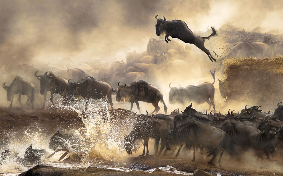 Ảnh thắng giải National Awards, Hong Kong, tác giả Chi Hung Cheung: Tháng 7 hàng năm, những đàn linh dương đầu bò (Wildebeest) bắt đầu di cư ở Kenya, tạo nên những khung ảnh tuyệt đẹp.