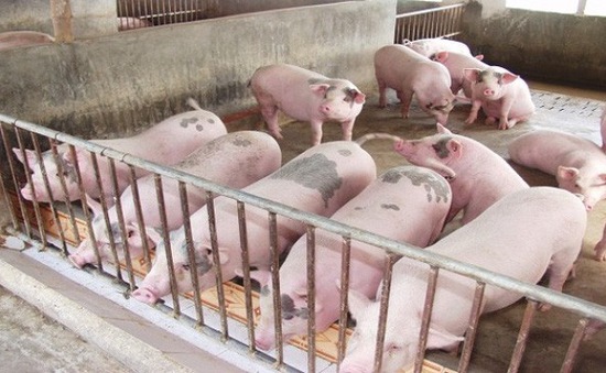 Giá cả thị trường ngày 29/12: Giá lợn hơi tại miền Bắc phổ biến mức 33.000 – 34.000 đồng/kg