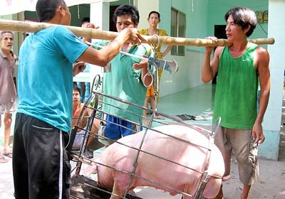 Giá cả thị trường ngày 2/1: Giá lợn hơi tại miền Bắc dao động từ 30.000 – 36.000 đồng/kg