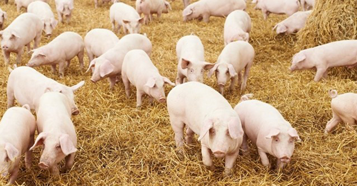 Giá cả thị trường ngày 28/2: Giá lợn hơi tại nhiều tỉnh miền Bắc tăng nhẹ