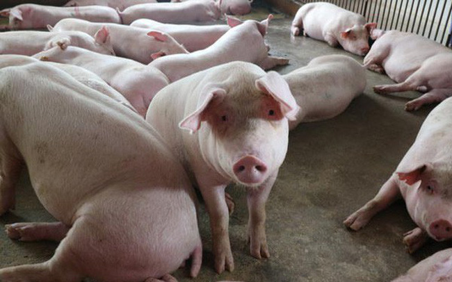 Giá lợn hơi tăng cao gần chạm ngưỡng 60.000 đồng/kg
