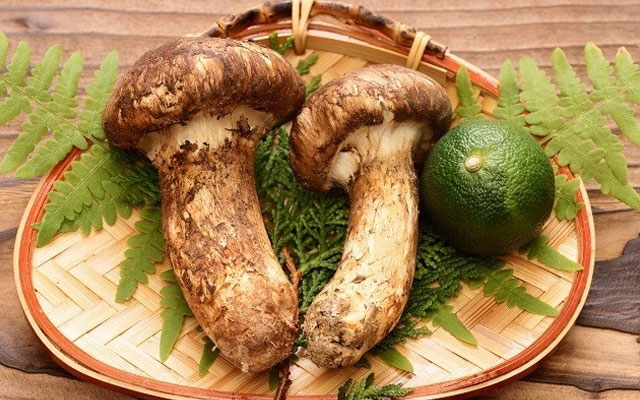 Giới nhà giàu Việt chi vài chục triệu đồng mua một kg nấm matsutake Nhật Bản về ăn Giới nhà giàu Việt chi vài chục triệu đồng mua một kg nấm matsutake Nhật Bản về ăn