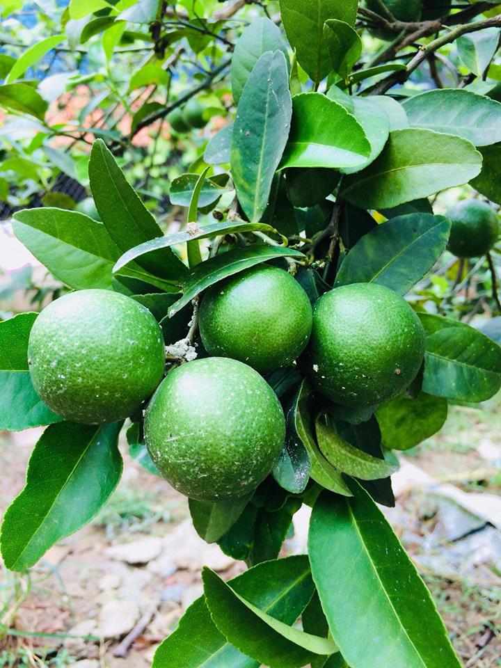 Giá chanh giảm mạnh tại nhiều huyện ngoại thành Hà Nội Giá chanh giảm mạnh tại nhiều huyện ngoại thành Hà Nội