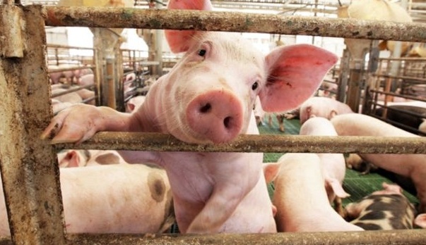 Cuối tuần: Giá lợn hơi được dự báo giảm nhẹ