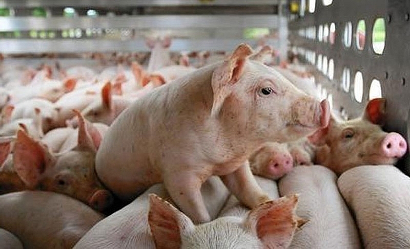 Giá lợn hơi đã giảm xuống mức thấp nhất trong vòng 5 tháng qua
