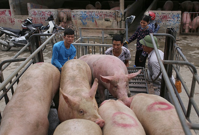 Giá thịt lợn tai chợ dân sinh đã hạ, xuống mức thấp nhất năm 