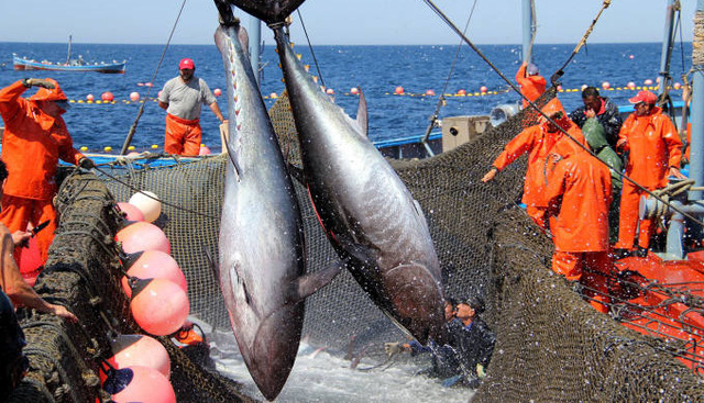 Nhờ EVFTA, xuất khẩu cá ngừ tăng trưởng mạnh
