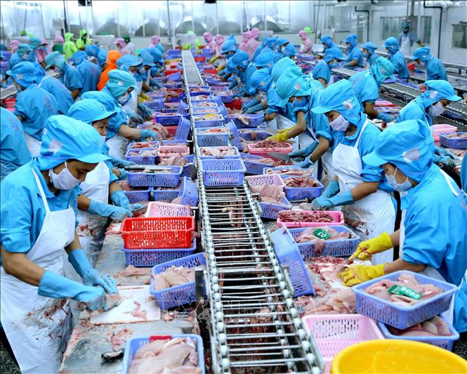 Trung Quốc được coi là thị trường trụ cột của cá tra Việt Nam năm 2022