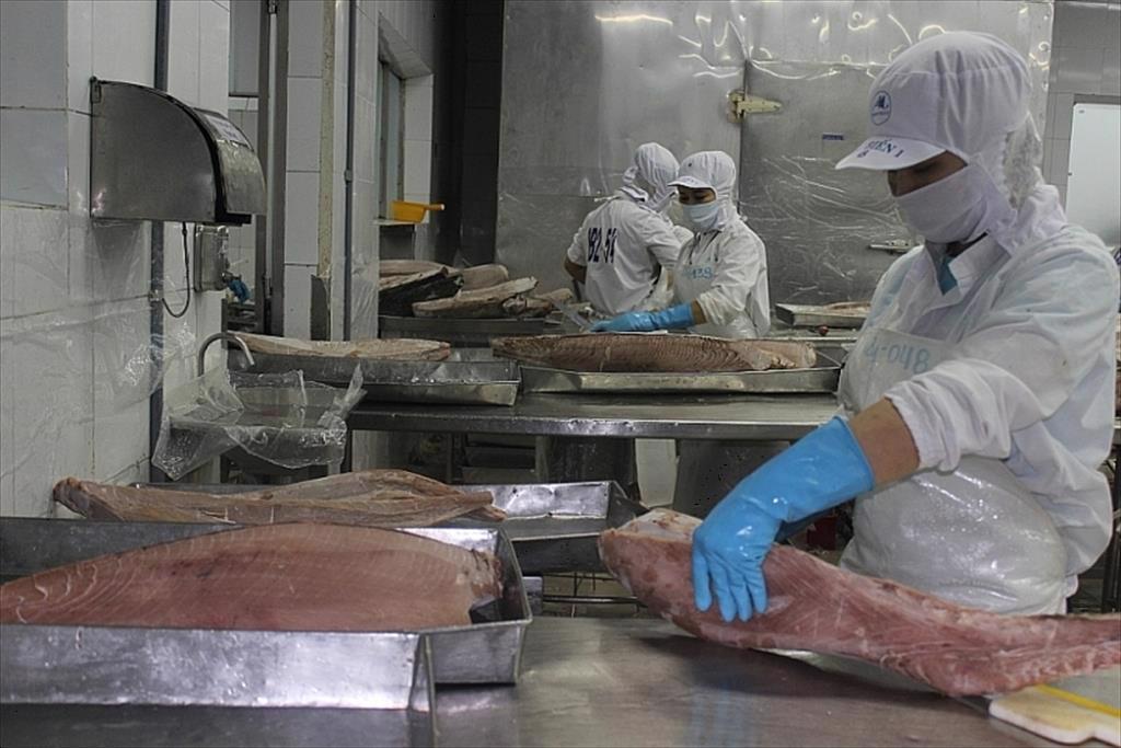 Xuất khẩu cá ngừ sang Nhật Bản tiếp tục khả quan 