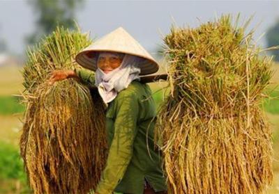 Những câu hỏi lớn cho xuất khẩu lúa gạo Việt Nam xoay quanh các tổng công ty lương thực