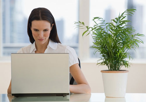 Nghiên cứu cho thấy, không gian làm việc có cây xanh sẽ giúp tăng năng suất lao động của nhân viên văn phòng
