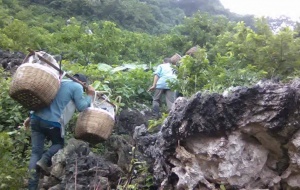 25.000đ/kg na Lạng Sơn: Bất ngờ biết hành trình trèo đèo lội suối hái na của người nông dân