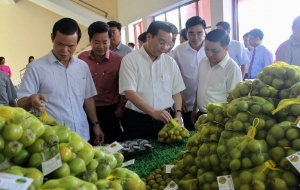 Hồng không hạt Quản Bạ chính thức được bảo hộ chỉ dẫn địa lý