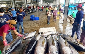 Bị cảnh báo 'Thẻ vàng': Chính phủ chấn chỉnh lại hoạt động khai thác hải sản