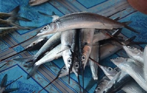Bí ẩn những lần thu mua nông sản 'lạ' của thương lái Trung Quốc