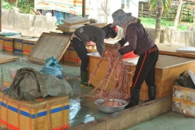 2 tấn lòng lợn thối suýt lên bàn ăn