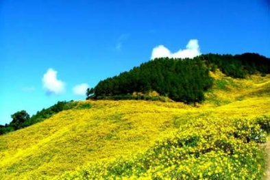 Đón nắng cùng dã quỳ Tây Nguyên