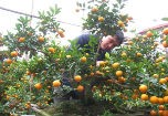 Đào, quất cảnh cho tết Quý Tỵ hứa hẹn đắt khách