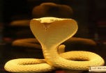 Giá vàng sẽ rơi về vùng 41 triệu đồng/lượng?