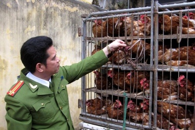 Gà loại thải ùn ùn về Hà Nội
