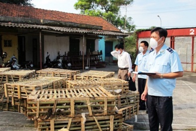 Mèo Trung Quốc: Giá rẻ và tiềm ẩn bệnh dại