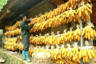 Ngô mốc cực độc