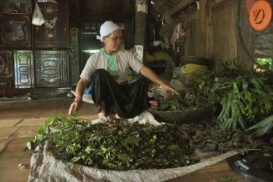 “Thần y” chữa ung thư xứ Mường
