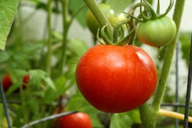 Cẩn trọng với “bụi phấn” ở cà chua