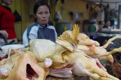 Thịt gà nhập lậu chứa kháng sinh độc hại